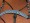 NoseBand Detail (Turquoise Trim Shown)
